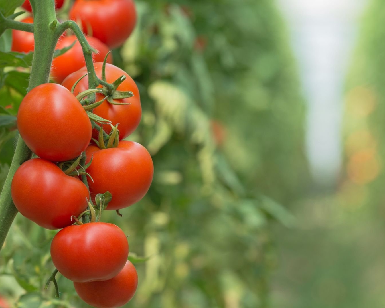 Landman.Bio puts beneficial viruses to work to safeguard our harvests cover