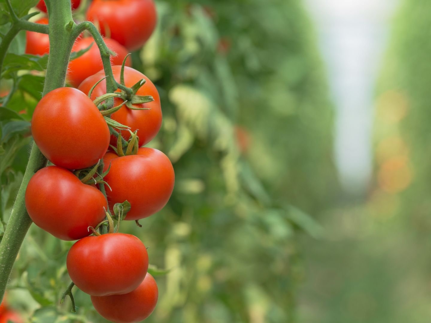 Landman.Bio puts beneficial viruses to work to safeguard our harvests cover